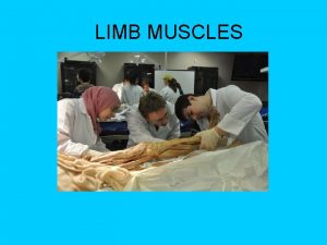 LIMB MUSCLES Limb muscles Muscles of the limb