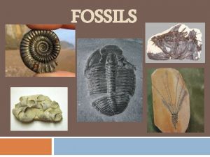 FOSSILS What is a fossil A fossil is