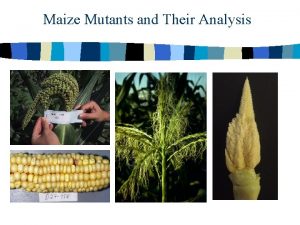 Maize Mutants and Their Analysis Generating Mutants Forward