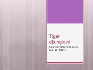 Tiger dungov Katarna Plakov Ul mieru IV B