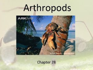 Arthropods characteristics