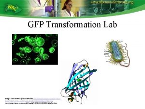 GFP Transformation Lab Images taken without permission from