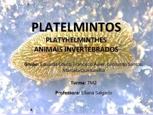 PLATELMINTOS PLATYHELMINTHES ANIMAIS INVERTEBRADOS Grupo Grupo Eduarda Coura