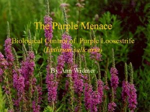 The Purple Menace Biological Control of Purple Loosestrife