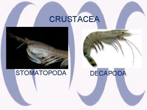 CRUSTACEA STOMATOPODA DECAPODA SYSTEMATICS PHYLUM ARTHROPODA SUBPHYLUM CRUSTACEA