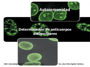 Autoinmunidad Determinacin de anticuerpos antinucleares 1065 Inmunologa Aplicada
