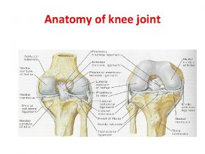 Anatomy of knee joint OSTEOARTHRITIS The knee is