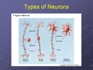 Types of Neurons The Neuron The Cell Membrane