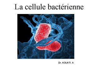 La cellule bactrienne Dr AOUATI A Les bactries