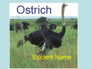 Ostrich Student Name Water An ostrich can go