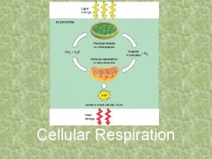 Cellular Respiration What is Respiration Respiration can be