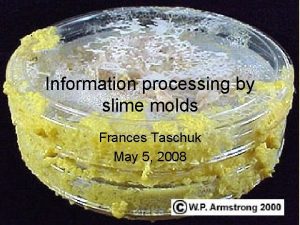 Information processing by slime molds Frances Taschuk May