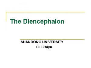 The Diencephalon SHANDONG UNIVERSITY Liu Zhiyu Position of