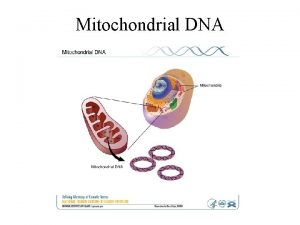 Mitochondrial DNA Movement of mitochondrial genes out of