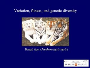 Variation fitness and genetic diversity Bengal tiger Panthera