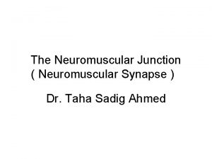 The Neuromuscular Junction Neuromuscular Synapse Dr Taha Sadig