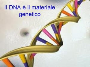 Il DNA il materiale genetico Il DNA da