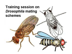 Training session on Drosophila mating schemes STEP 1