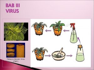 BAB III VIRUS Tobacco Mosaic Virus TMV PENDAHULUAN