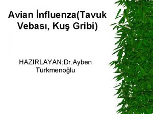 Avian nfluenzaTavuk Vebas Ku Gribi HAZIRLAYAN Dr Ayben