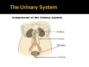 The Urinary System Introduction The Urinary System is