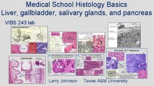 Medical School Histology Basics Liver gallbladder salivary glands