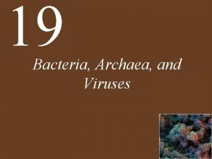 19 Bacteria Archaea and Viruses Chapter 19 Bacteria