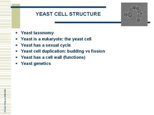 Yeast taxonomy