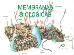 Objetivo Describir composicin y arquitectura de las membranas