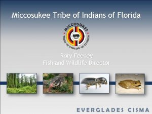 Miccosukee Tribe of Indians of Florida Rory Feeney