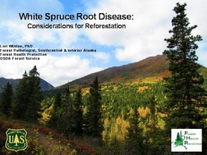 White Spruce Root Disease Considerations for Reforestation Lori