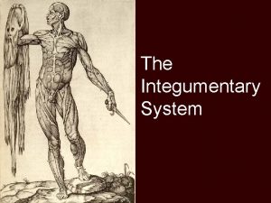 The Integumentary System The Integumentary System n Skin