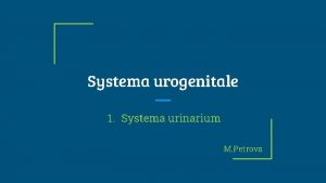 Systema urinaria