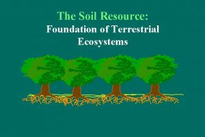 The Soil Resource Foundation of Terrestrial Ecosystems The