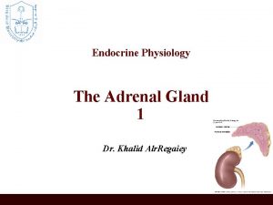 Endocrine Physiology The Adrenal Gland 1 Dr Khalid