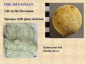 THE DEVONIAN Life in the Devonian Sponges with