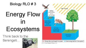 How does the food chain go