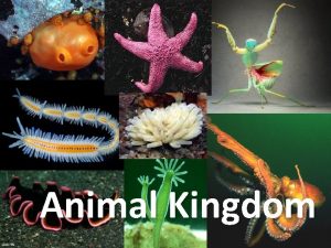 Animal Kingdom Animals Domain Eukarya Kingdom Animalia Characteristics