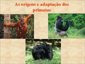 As origens e adaptao dos primatas A maioria