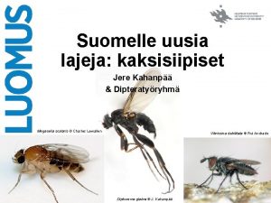 Suomelle uusia lajeja kaksisiipiset Jere Kahanp Dipteratyryhm Megaselia