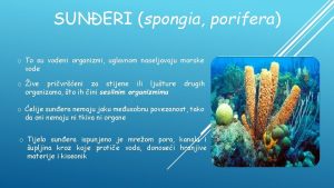 SUNERI spongia porifera o To su vodeni organizmi