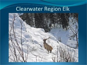 Clearwater Region Elk Clearwater Elk Harvest 4 000