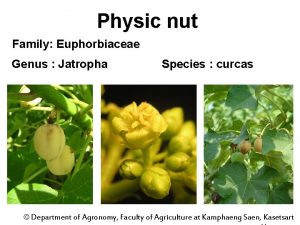 Physic nut Family Euphorbiaceae Genus Jatropha Species curcas