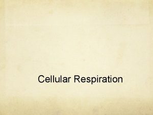 Cellular Respiration Syllabus Objectives State that respiration takes