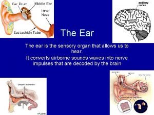 The Ear The ear is the sensory organ