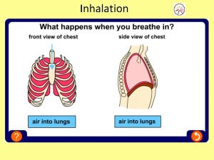 Inhalation Exhalation Ventilation Put the following into columns