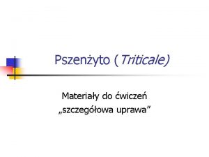 Pszenyto Triticale Materiay do wicze szczegowa uprawa Pochodzenie