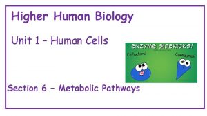 Higher human biology metabolic pathways
