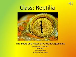 Class Reptilia The Feats and Flaws of Ancient