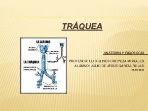 TRQUEA ANATMIA Y FISIOLOGA PROFESOR LUIS ULISES OROPEZA